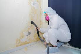 Why You Should Choose Our Mold Remediation Services in Mapleton, MN